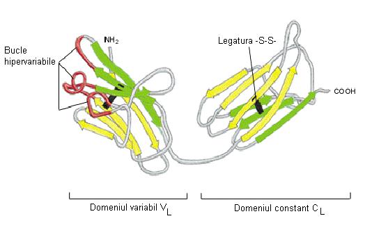 Imunoglobuline Structura Structura terţiară Globulară Organizarea pe domenii a lanţurilor Domeniile lanţului uşor L Imunoglobuline Structura Structura