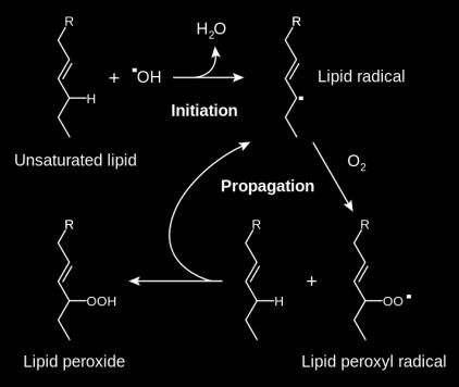 Εικόνα 3: Διαδικασία λιπιδικής υπεροξείδωσης Πρωτεΐνες: Ανάμεσα στις διάφορες ROS, το OH, το RO και οι ενεργές ρίζες αζώτου προκαλούν πρωτεϊνική καταστροφή.