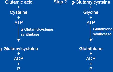 Εικόνα 11: Βιοσύνθεση γλουταθειόνης Συνεχίζοντας, η λακτοφερίνη, σύμφωνα με μελέτες έχει την ικανότητα να ενεργοποιεί τα ΝΚ κύτταρα και τα ουδετερόφιλα, ενώ επάγει τους αυξητικούς παράγοντες CSF