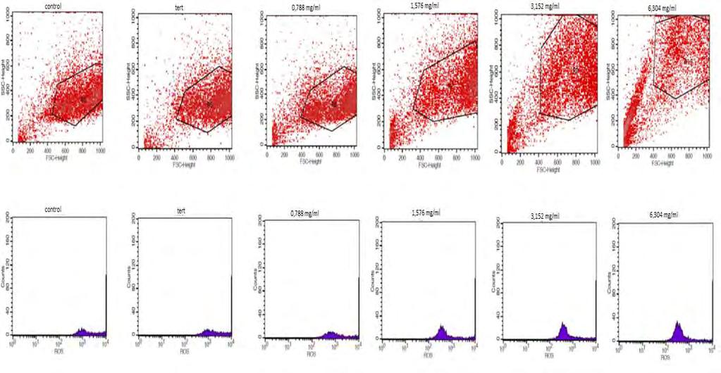 Γράφημα 7: Αντιπροσωπευτικές εικόνες γραφημάτων που δείχνουν την κοκκίωση (SSC) και το μέγεθος (FSC) των κυττάρων C2C12 (πάνω σειρά γραφημάτων) καθώς και τη μεταβολή των ελευθέρων ριζών (ROS) στα
