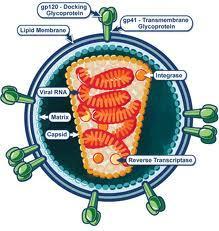 Ο ιός HIV Ο ιός HIV είναι ρετροιός (έχει γενετικό υλικό RNA).