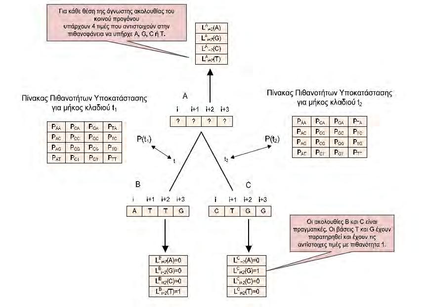 Η φυλογενετική συνάρτηση πιθανοφάνειας Ας δούμε πιο αναλυτικά τον τρόπο λειτουργίας της φυλογενετικής συνάρτησης πιθανοφάνειας η οποία είναι και ο πυρήνας της εφαρμογής.