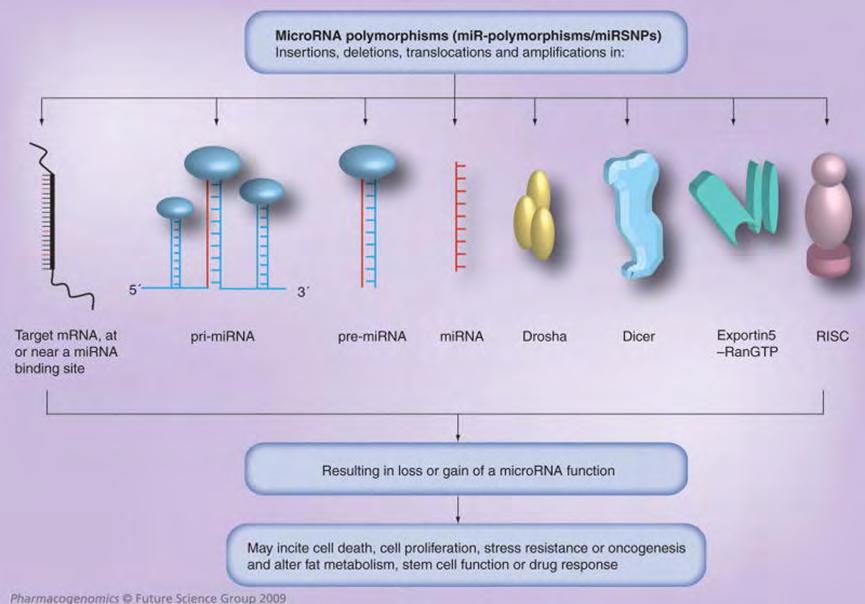 Σφμφωνα με πρόςφατεσ μελζτεσ ζχουν βρεκεί περίπου 1940 SNPs που αφοροφν τα pre-mirnas. Δεδομζνου ότι ακόμα 414.