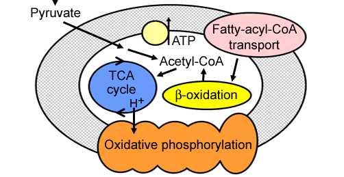 edu/mitosyn.html http://www.