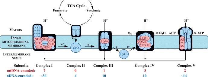 Οξειδωτική φωσφορυλίωση Aλυσίδα μεταφοράς ηλεκτρονίων Ενεργός άντληση πρωτονίων Ηλεκτροχημική βαθμίδωση ph Mεμβρανικό