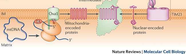 cytochrome c oxidase assembly regulates