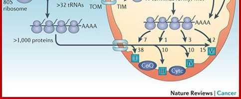 biogenesis.; Douglas C.