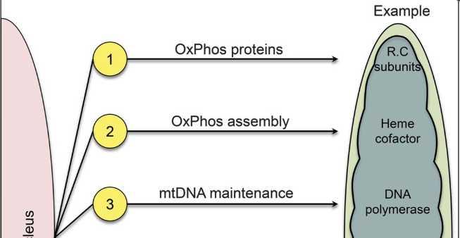 Krebs cycle β-oxidation πυρήνας ΒΙΟΣΥΝΘΕΣΗ ΣΥΓΚΡΟΤΗΣΗ της