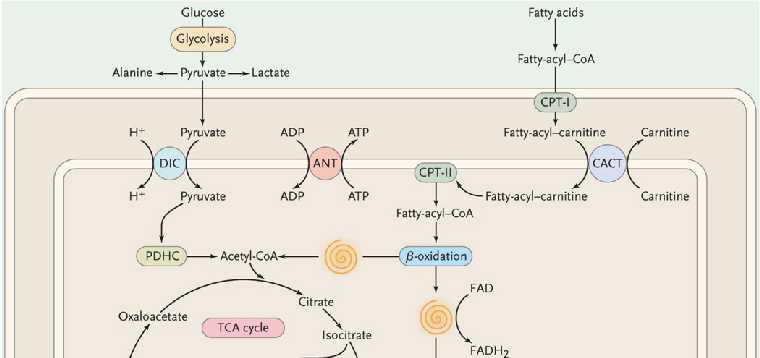 β-οξείδωση των λιπαρών οξέων Pathogenesis and