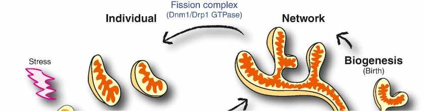 UCP2 in VMP glucose load results in mitochondrial fission and reduced ROS in