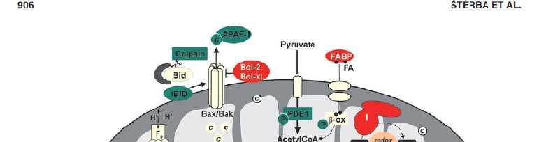 In a predictable dose- and