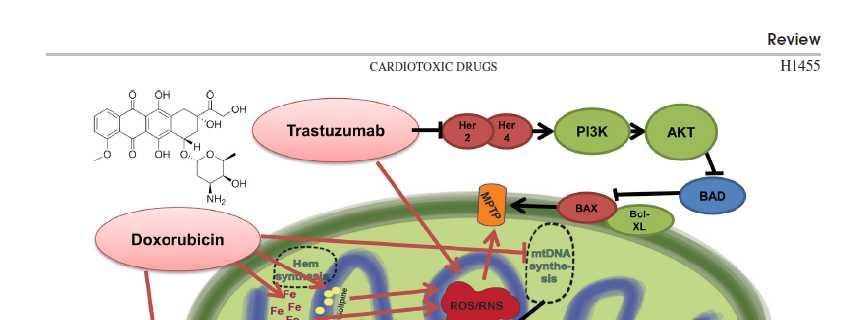 trastuzumab significantly