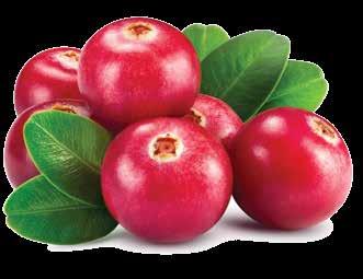 ΟΥΡΟΠΟΙΗΤΙΚΟ ΣΥΣΤΗΜΑ Cranberry Cyst Για ένα υγιές ουροποιητικό σύστημα Το Cranberry Cyst είναι ένα αποτελεσματικό φυσικό συμπλήρωμα διατροφής για ένα υγιές ουροποιητικό σύστημα.