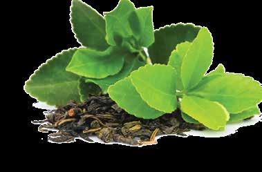 ΑΝΤΙΟΞΕΙΔΩΤΙΚΟ Green Tea Ισχυρή αντιοξειδωτική δράση και απώλεια βάρους με φυσικό τρόπο Το Green Tea είναι ένα ευεργετικό φυτικό συμπλήρωμα διατροφής με εκχύλισμα πράσινου τσαγιού που προέρχεται από