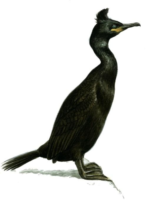 Θαλασσοκόρακας Phalacrocorax aristotelis desmarestii Μέγεθος: Μ: 68 78 εκ., ΑΦ: 95 110 εκ.