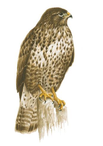 Γερακίνα Buteo buteo Μέγεθος: Μ: 46 58 εκ., ΑΦ: 110 132 εκ. Περιγραφή: Από τα πιο κοινά, μεσαίου μεγέθους αρπακτικά. Βιότοπος: Φωλιάζει σε δένδρα δασών κοντά σε ανοιχτές περιοχές.