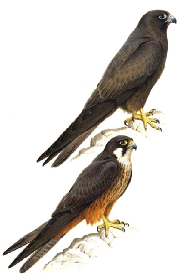 ένα σημείο). Καθεστώς διατήρησης: Μειούμενο Μαυροπετρίτης Falco eleonorae Μέγεθος: Μ: 36 42 εκ., ΑΦ: 87 104 εκ. Περιγραφή: Το χαρακτηριστικό γεράκι των ελληνικών νησιών.