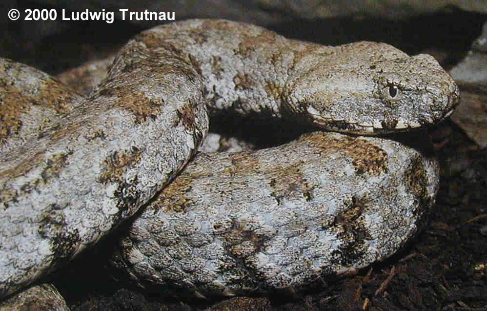 Θηρευτές Macrovipera schweizeri Οχιά της Μήλου Macrovipera schweizeri (Viperidae), αγιόφιδο Telescopus fallax (Colubridae) σπιτόφιδο Elaphe situla (Colubridae).