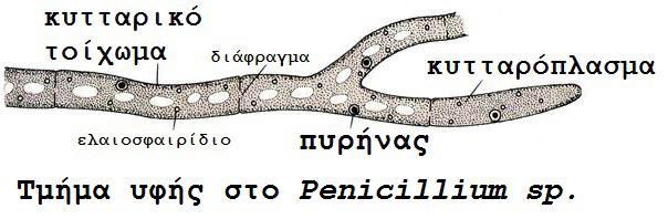 Η τελευταία παράγεται από ορισμένα είδη του μύκητα Penicillium, και η δράση της ανακαλύφτηκε τυχαία τον περασμένο αιώνα (1928) από τον Βρετανό μικροβιολόγο Alexander Fleming, όταν παρατήρησε ότι οι