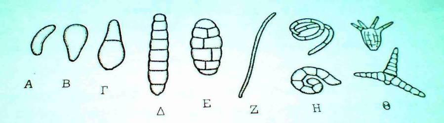 Τύποι κονιδίων Α. αλλαντοσπόριο, Β. αμεροσπόριο, Γ. διδυμοσπόριο,. φραγμοσπόριο, Ε.