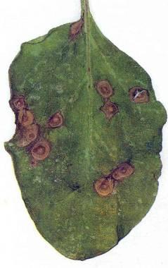 Didymella (Phoma)