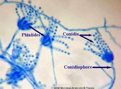 Penicillium