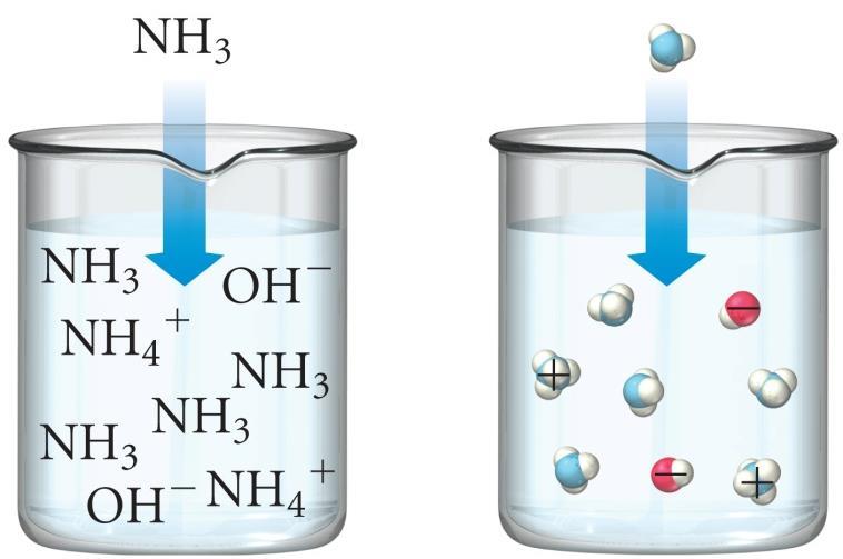 μικρές ποσότητες NH 4+ και OH β.