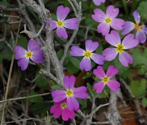 ενδημικό υποείδος Anthemis werneri subsp.