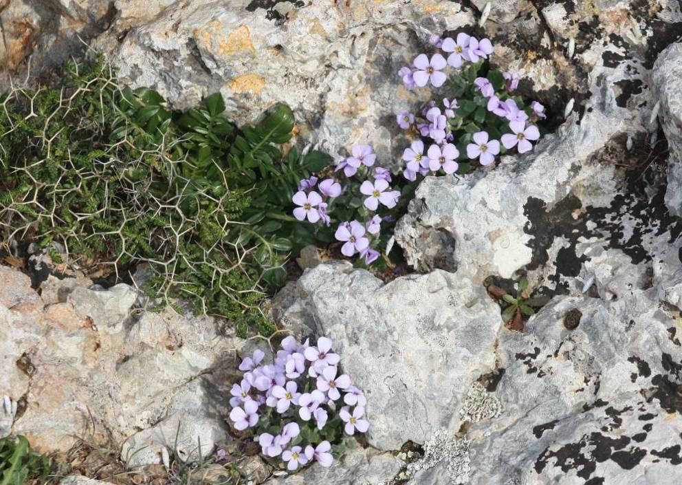 Εικόνα 22: Άτομα του είδους Aubrieta scyria στη