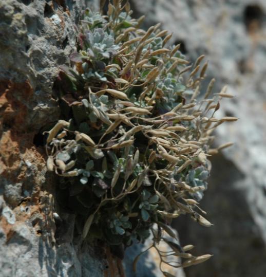 Εικόνα 27: Σπέρματα της Aubrieta scyria στο