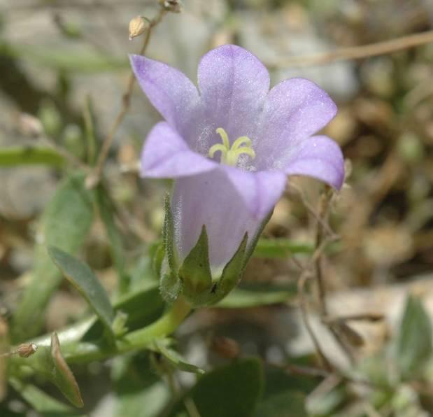 merxmuelleri σε άνθηση