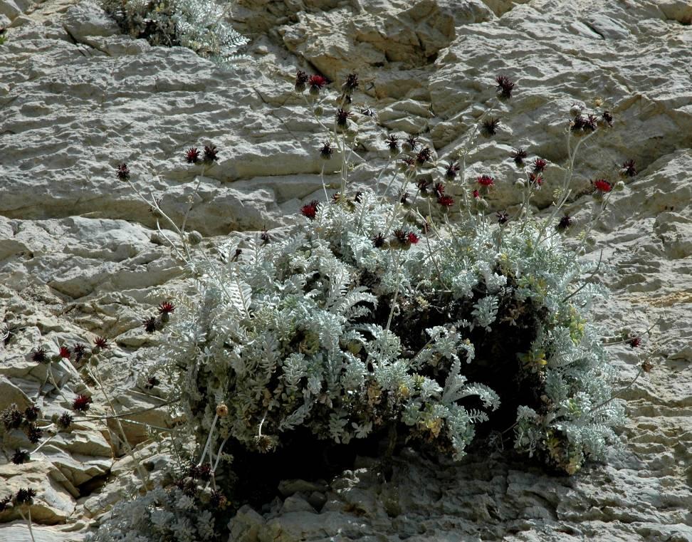Centaurea rechingeri Phitos (Compositae) Κατάσταση διατήρησης: Χαρακτηρίζεται ως Τρωτό στην δεύτερη έκδοση του Βιβλίου Ερυθρών Δεδομένων (Red Data Book) των Σπάνιων και Απειλούμενων Φυτών της Ελλάδας
