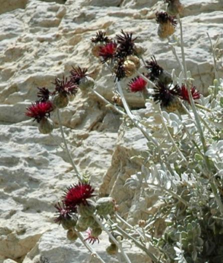 Κοράκια.