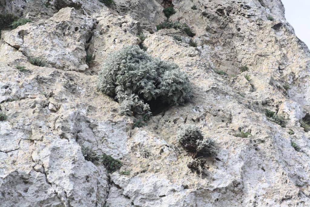 Εικόνα 36: Άτομα του είδους Centaurea rechingeri