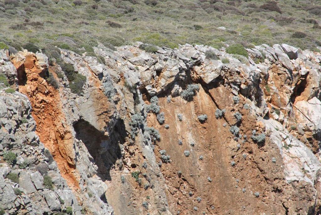 Εικόνα 37: Άτομα της Centaurea rechingeri στη