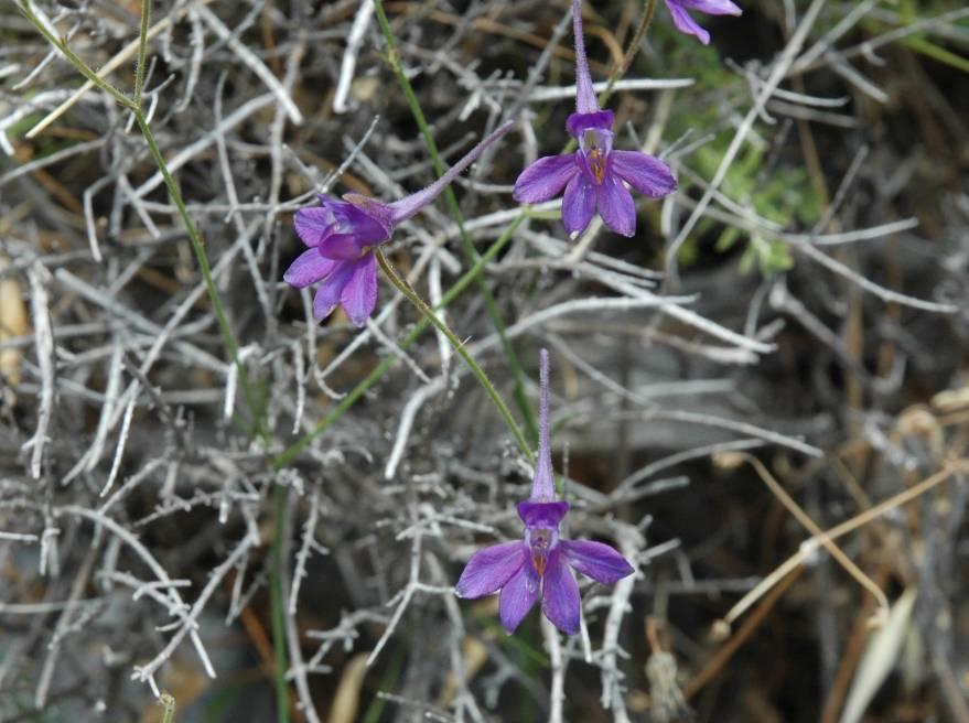 Consolida tenuissima (Sm.