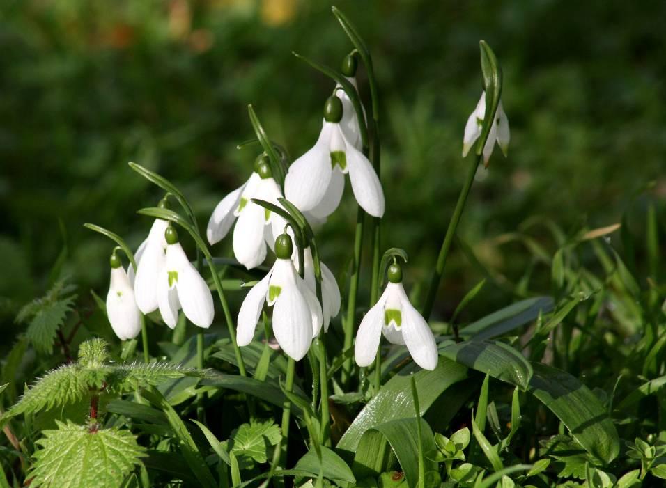 Galanthus ikariae Baker (Amaryllidaceae) Κατάσταση διατήρησης: Χαρακτηρίζεται ως Σπάνιο στην πρώτη έκδοση του Βιβλίου Ερυθρών Δεδομένων (Red Data Book) των Σπάνιων και Απειλούμενων Φυτών της Ελλάδας