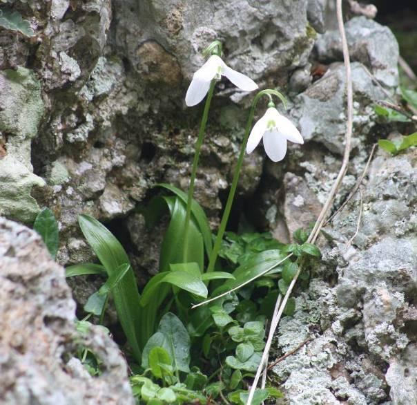 Εικόνες 42,43 : Άτομα του είδους Galanthus