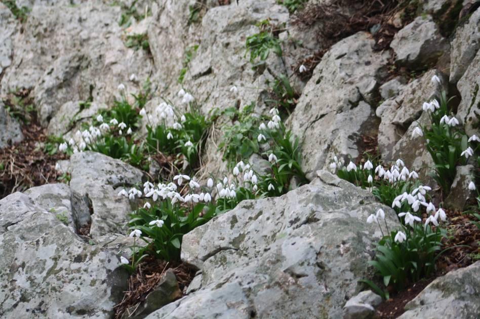 ikariae στη θέση Ξάνεμα Δεντρά, όπου