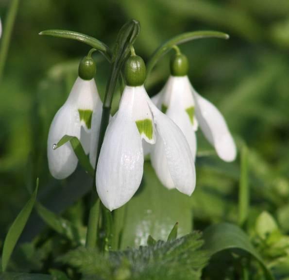 Galanthus ikariae.