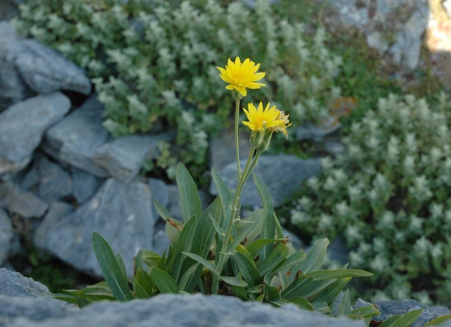 Scorzonera scyria M. A. Gust.