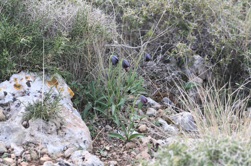 Fritillaria erhartii στη θέση