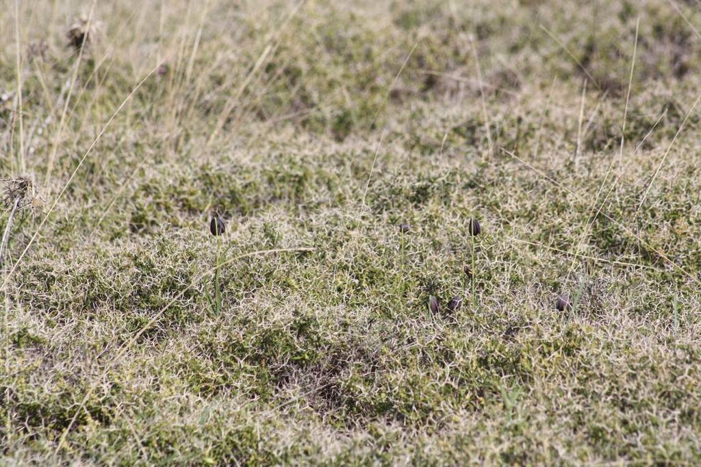 Εικόνα 60 : Άτομα της Fritillaria erhartii προβάλλουν από θάμνο Sarcopoterium spinosum στη θέση