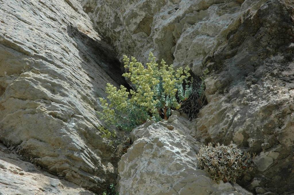 Εικόνα 62 : Άτομο του είδους Galium reiseri στη θέση Άγιος