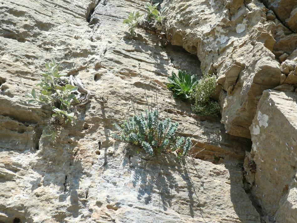 Εικόνα 63 : Άτομο του είδους Galium reiseri στη θέση Κοράκια