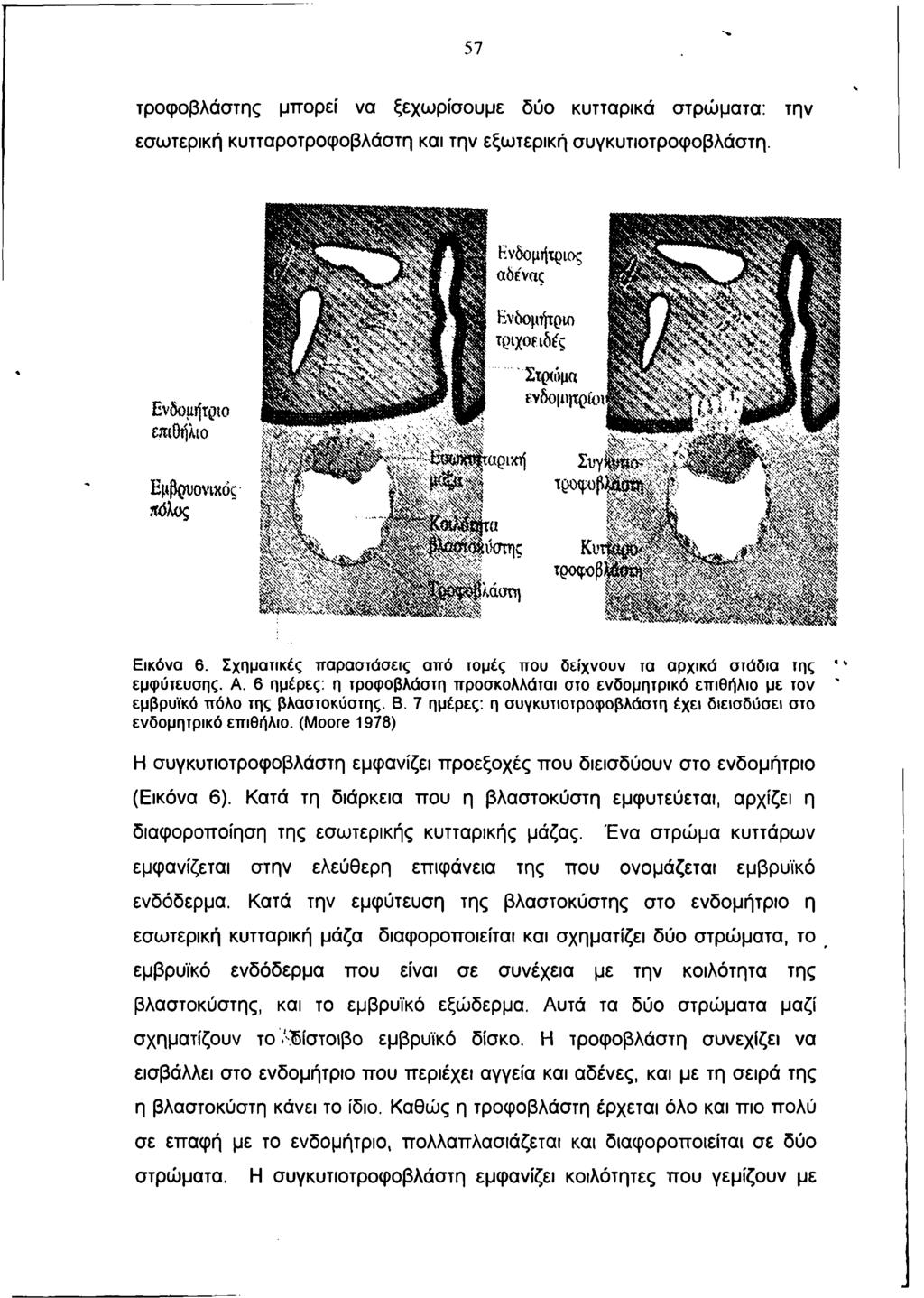 57 τροφοβλάστης μπορεί να ξεχωρίσουμε δύο κυτταρικά στρώματα: την εσωτερική κυτταροτροφοβλάστη και την εξωτερική συγκυτιοτροφοβλάστη. Ενδομήτριο επιθήλιο Εμβρυονιχός «όλος Εικόνα 6.