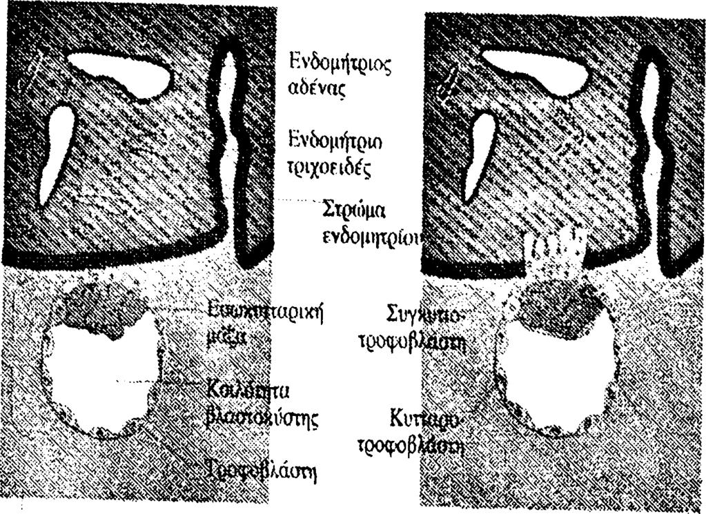7 ημέρες: η συγκυτιοτροφοβλάστη έχει διεισδΰσει στο ενδομητρικό επιθήλιο. (Moore 1978) Η συγκυτιοτροφοβλάστη εμφανίζει προεξοχές που διεισδύουν στο ενδομήτριο (Εικόνα 6).