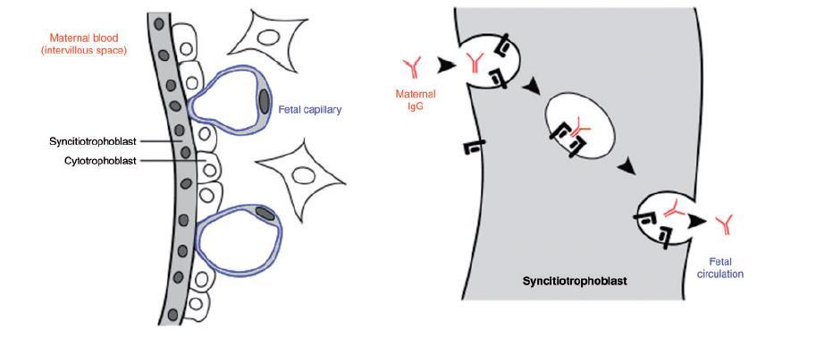 Διαπλακουντιακή διαπερατότητα των anti-tnfs Tα IgG αντισώματα δεν περνούν τον πλακούντα το 1 ο τρίμηνο Ενεργητική μεταφορά μητρικών IgG anti-tnf Abs που περιέχουν το Fc τμήμα γίνεται μέσω του