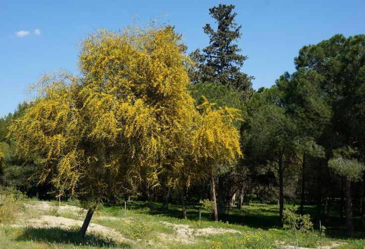 Οδ Αεαεέ μ Acacia saligna έθαδ ξλκεα αε β δεϊ ι θδεϊ