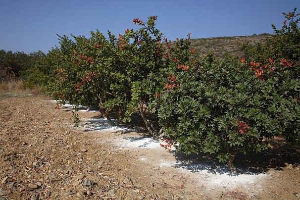 αὀ α ο, Olea europaea